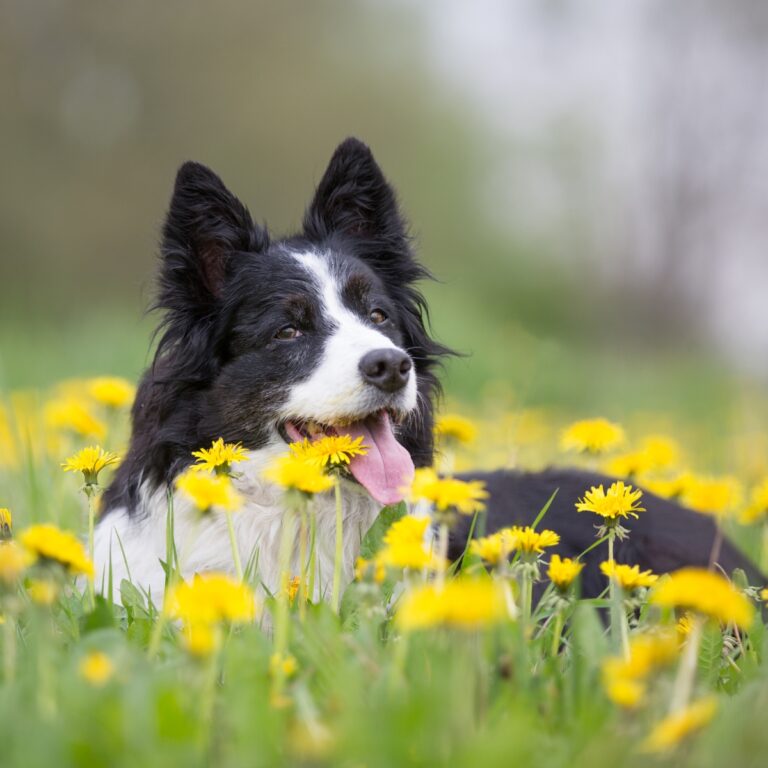 Funny Spring Quotes