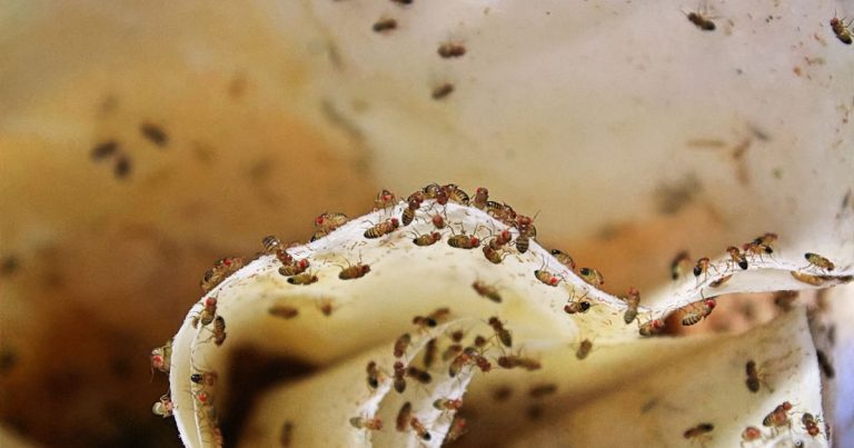 Pest Control for Meatpacking Facilities: Essential Strategies for Hygiene and Safety